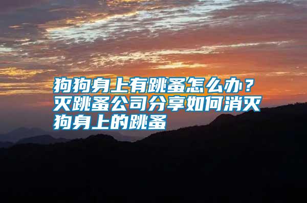狗狗身上有跳蚤怎么辦？滅跳蚤公司分享如何消滅狗身上的跳蚤