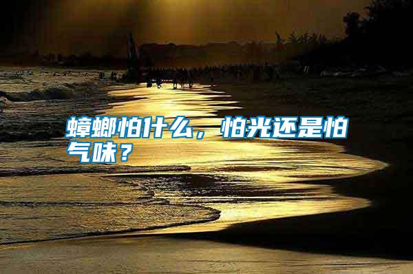 蟑螂怕什么，怕光還是怕氣味？