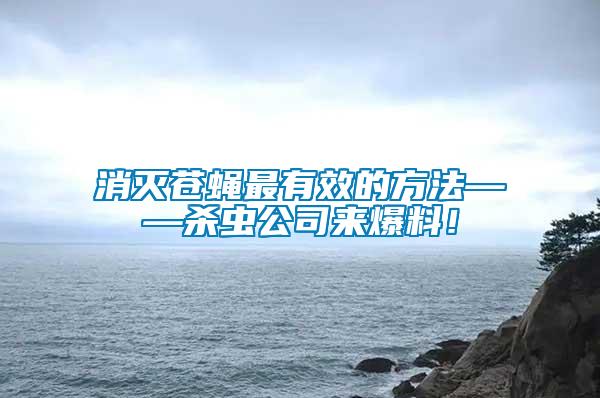 消滅蒼蠅最有效的方法——殺蟲公司來爆料！