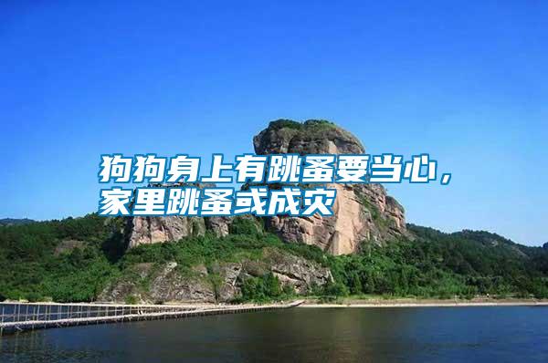 狗狗身上有跳蚤要當心，家里跳蚤或成災