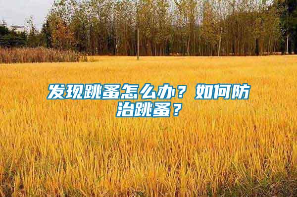 發(fā)現(xiàn)跳蚤怎么辦？如何防治跳蚤？