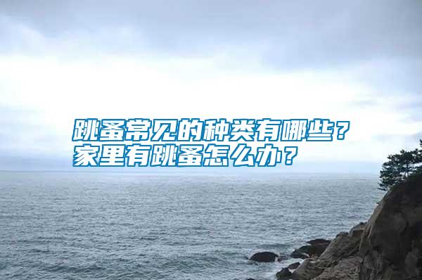 跳蚤常見的種類有哪些？家里有跳蚤怎么辦？