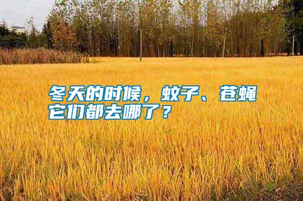 冬天的時候，蚊子、蒼蠅它們都去哪了？