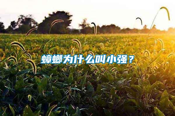 蟑螂為什么叫小強(qiáng)？