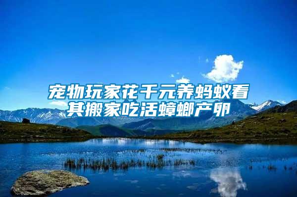 寵物玩家花千元養螞蟻看其搬家吃活蟑螂產卵