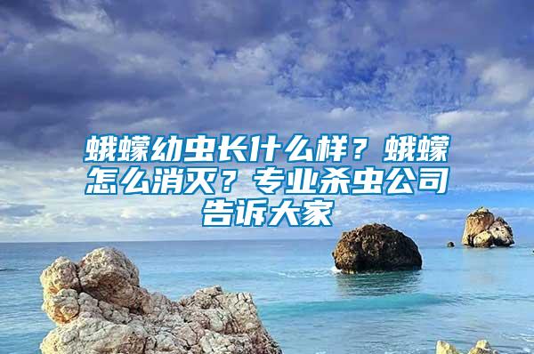 蛾蠓幼蟲長什么樣？蛾蠓怎么消滅？專業殺蟲公司告訴大家