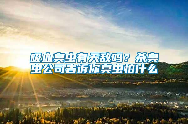 吸血臭蟲有天敵嗎？殺臭蟲公司告訴你臭蟲怕什么