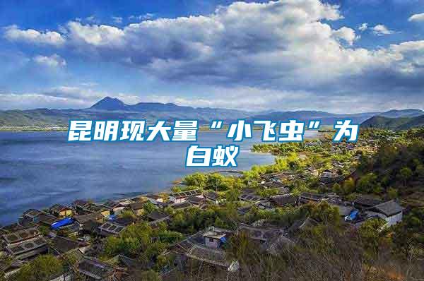 昆明現大量“小飛蟲”為白蟻