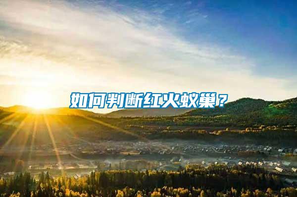 如何判斷紅火蟻巢？