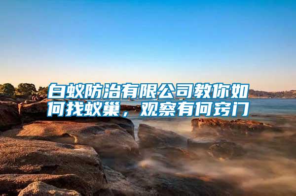 白蟻防治有限公司教你如何找蟻巢，觀察有何竅門