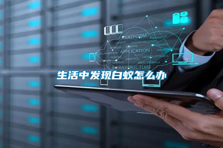 生活中發現白蟻怎么辦