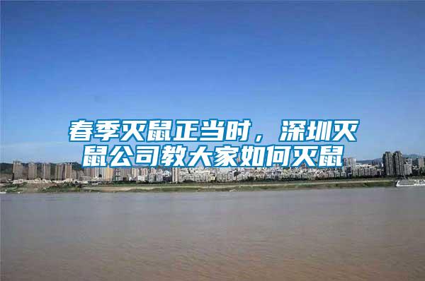 春季滅鼠正當時，深圳滅鼠公司教大家如何滅鼠