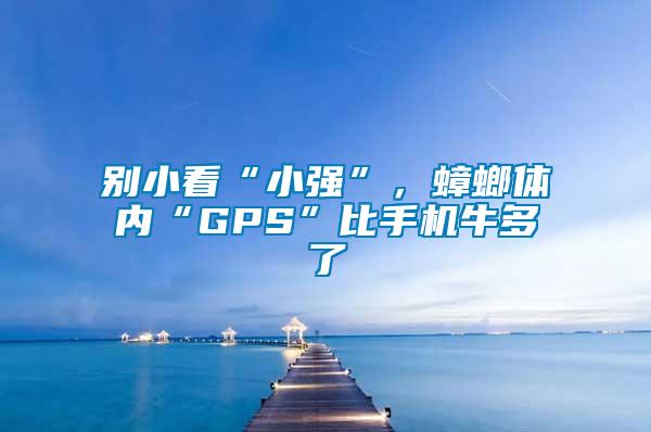 別小看“小強”，蟑螂體內(nèi)“GPS”比手機牛多了