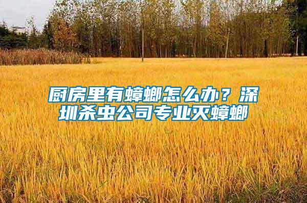 廚房里有蟑螂怎么辦？深圳殺蟲公司專業滅蟑螂