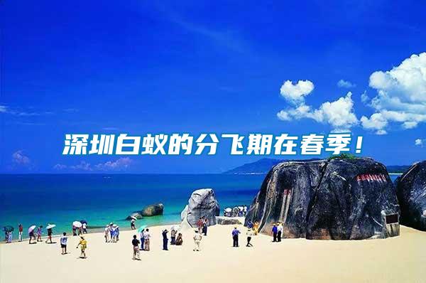 深圳白蟻的分飛期在春季！