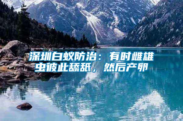 深圳白蟻防治：有時雌雄蟲彼此舔舐，然后產卵