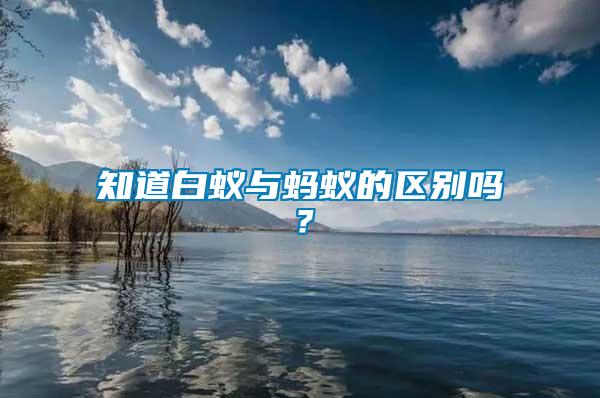 知道白蟻與螞蟻的區別嗎？