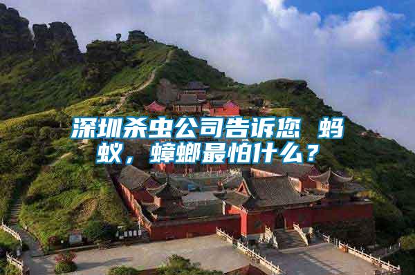 深圳殺蟲公司告訴您 螞蟻，蟑螂最怕什么？