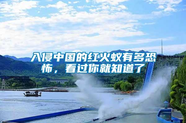 入侵中國的紅火蟻有多恐怖，看過你就知道了