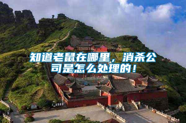 知道老鼠在哪里，消殺公司是怎么處理的！