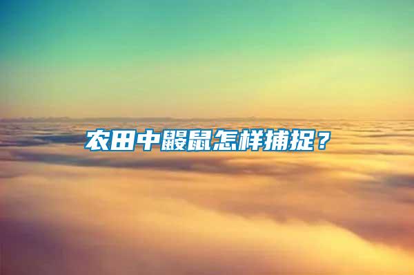 農(nóng)田中鼴鼠怎樣捕捉？
