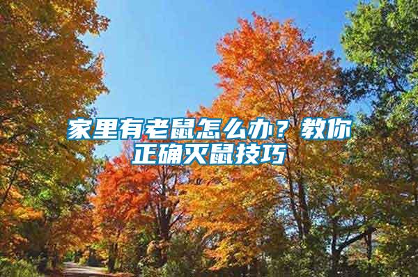 家里有老鼠怎么辦？教你正確滅鼠技巧