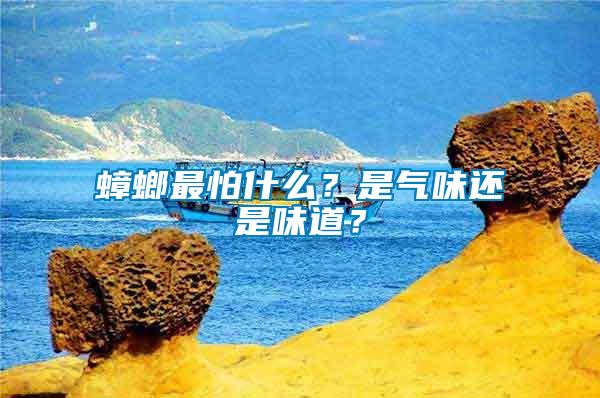 蟑螂最怕什么？是氣味還是味道？