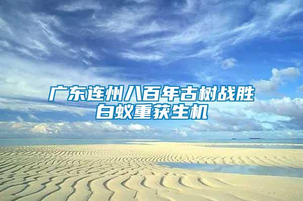 廣東連州八百年古樹戰勝白蟻重獲生機