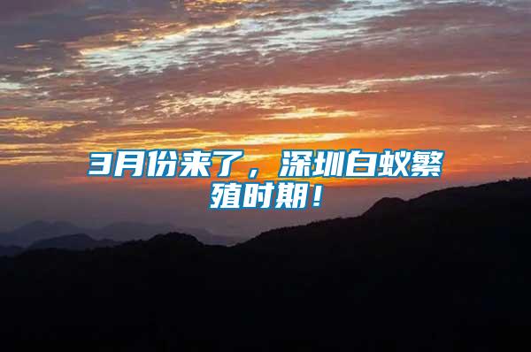 3月份來了，深圳白蟻繁殖時期！