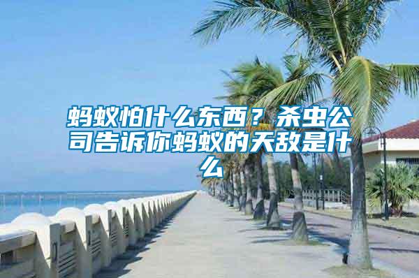 螞蟻怕什么東西？殺蟲公司告訴你螞蟻的天敵是什么
