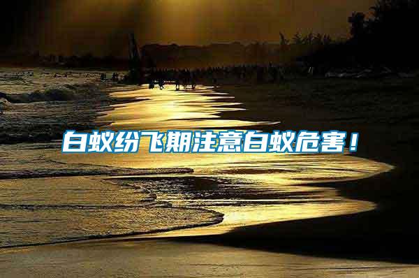 白蟻紛飛期注意白蟻危害！