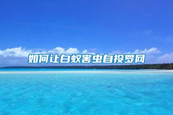 如何讓白蟻害蟲自投羅網