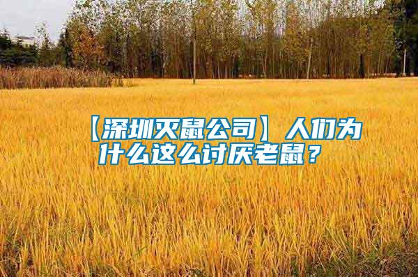 【深圳滅鼠公司】人們為什么這么討厭老鼠？