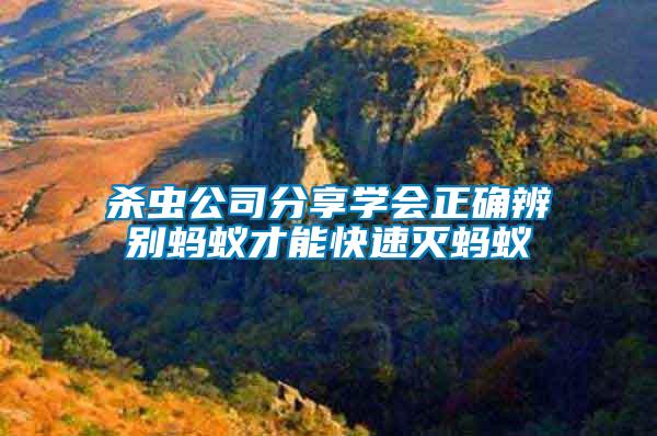殺蟲公司分享學(xué)會(huì)正確辨別螞蟻才能快速滅螞蟻
