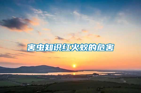 害蟲(chóng)知識(shí)紅火蟻的危害