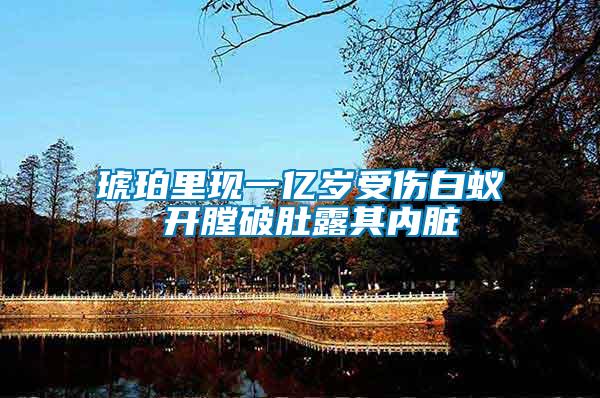 琥珀里現一億歲受傷白蟻 開膛破肚露其內臟