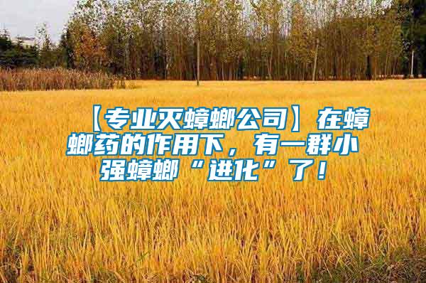 【專業滅蟑螂公司】在蟑螂藥的作用下，有一群小強蟑螂“進化”了！
