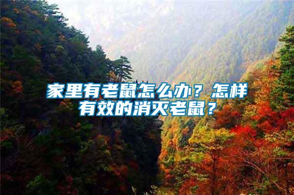 家里有老鼠怎么辦？怎樣有效的消滅老鼠？