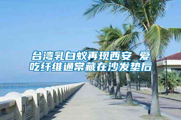 臺(tái)灣乳白蟻再現(xiàn)西安 愛吃纖維通常藏在沙發(fā)墊后