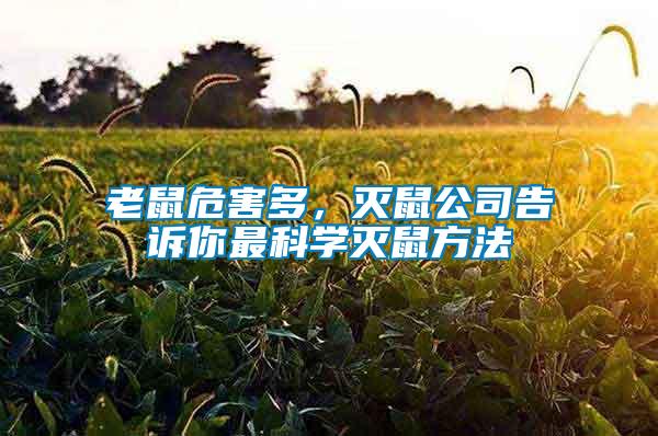 老鼠危害多，滅鼠公司告訴你最科學滅鼠方法