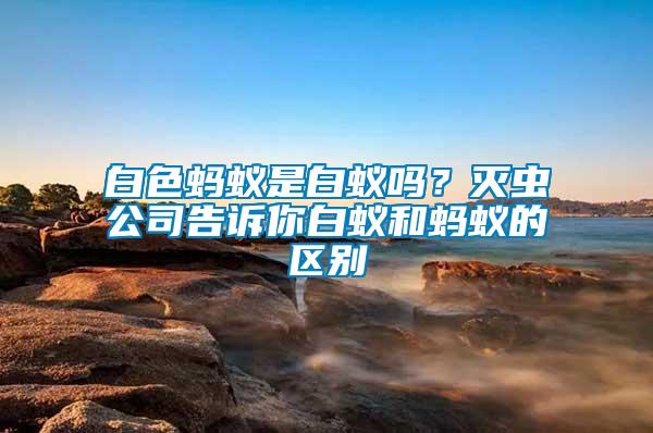 白色螞蟻是白蟻嗎？滅蟲公司告訴你白蟻和螞蟻的區別