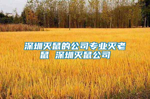 深圳滅鼠的公司專業滅老鼠 深圳滅鼠公司