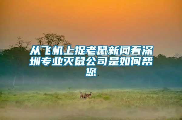 從飛機上捉老鼠新聞看深圳專業滅鼠公司是如何幫您