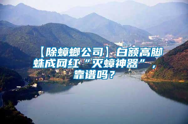 【除蟑螂公司】白額高腳蛛成網紅“滅蟑神器”，靠譜嗎？