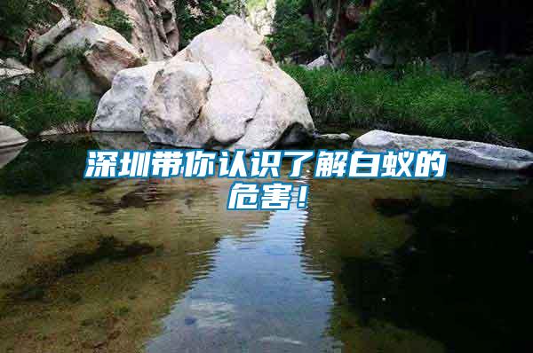 深圳帶你認識了解白蟻的危害！