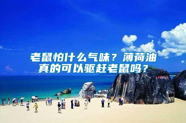 老鼠怕什么氣味？薄荷油真的可以驅趕老鼠嗎？