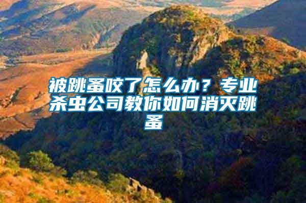 被跳蚤咬了怎么辦？專業殺蟲公司教你如何消滅跳蚤