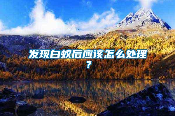 發現白蟻后應該怎么處理？