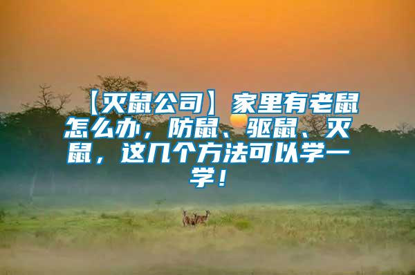 【滅鼠公司】家里有老鼠怎么辦，防鼠、驅鼠、滅鼠，這幾個方法可以學一學！