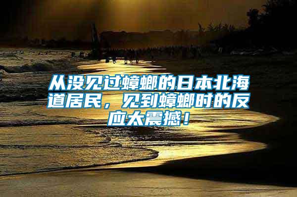 從沒見過蟑螂的日本北海道居民，見到蟑螂時的反應太震撼！